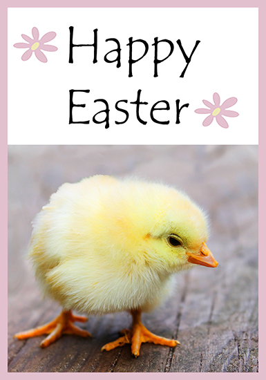 Easter chicken card