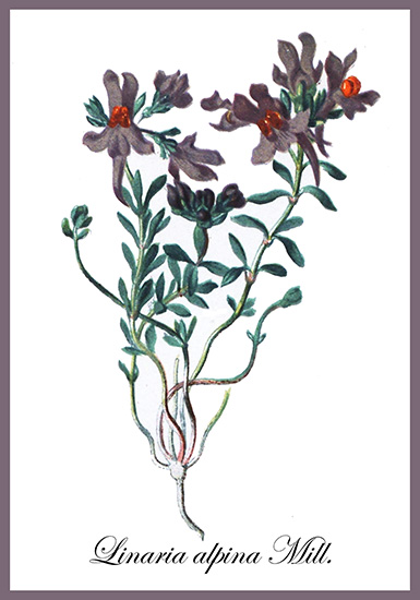 flower drawing of linaria alpina